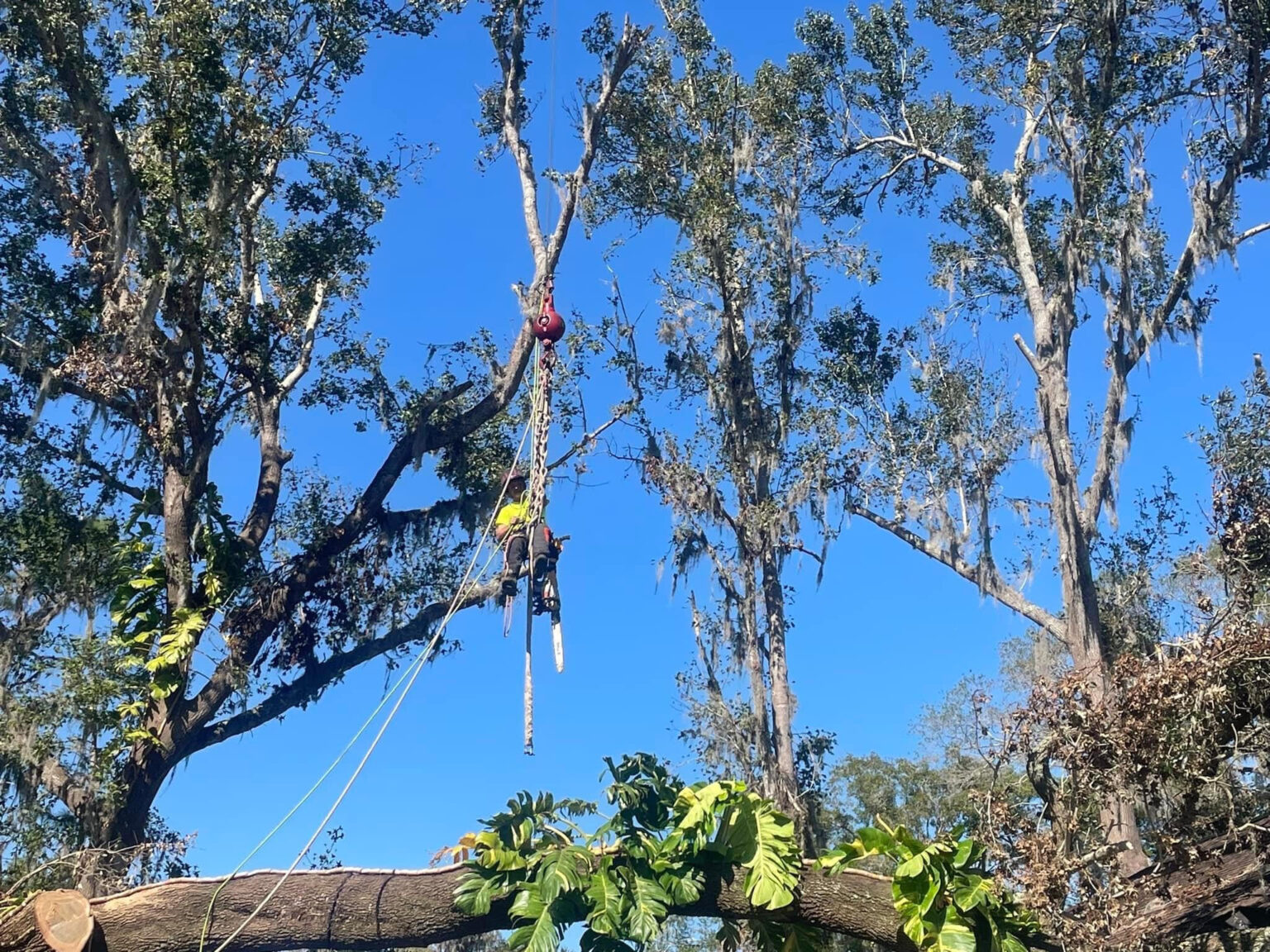Floridian Tree Care Client Provided (1)