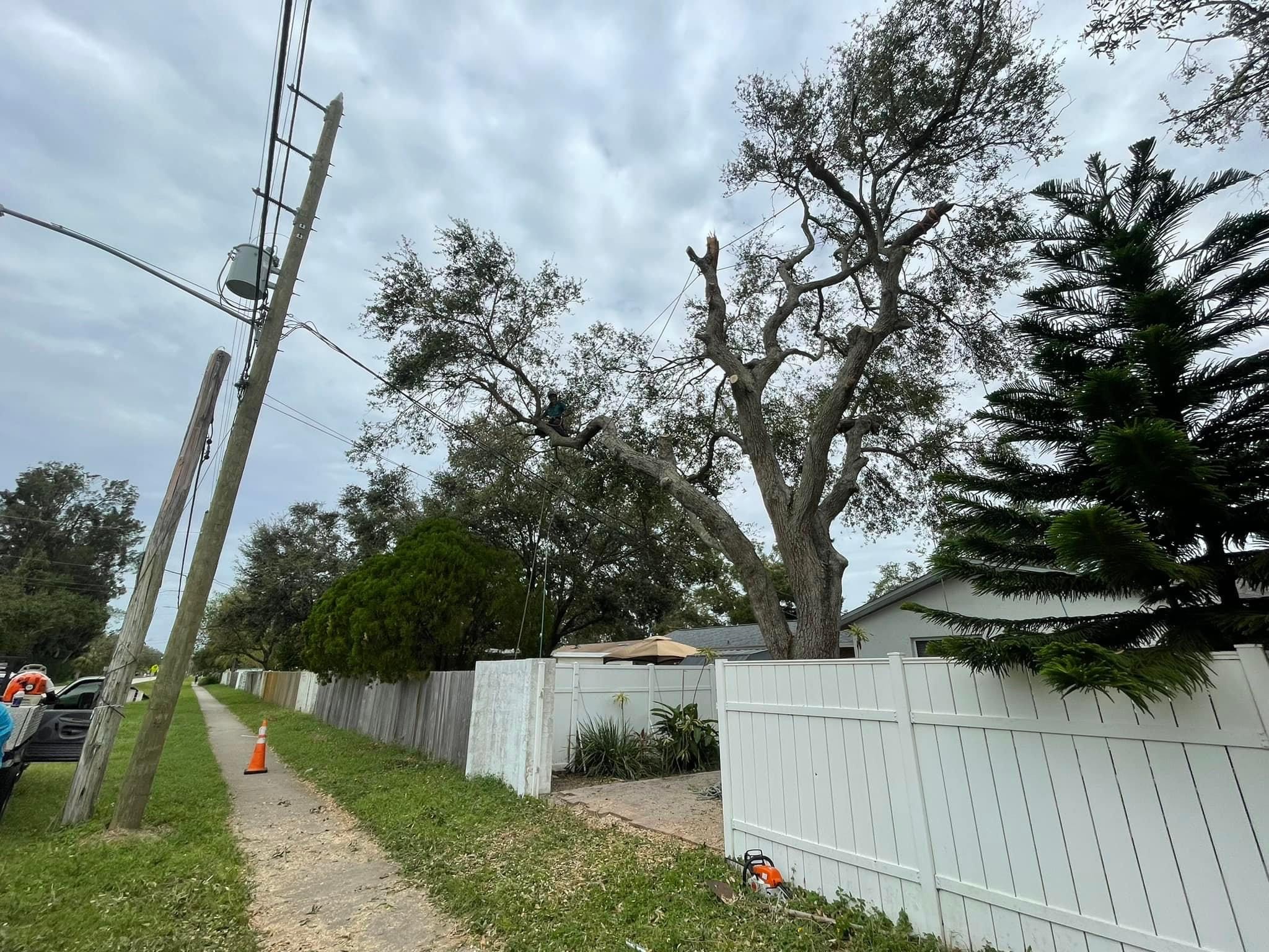 Floridian Tree Care Client Provided (2)
