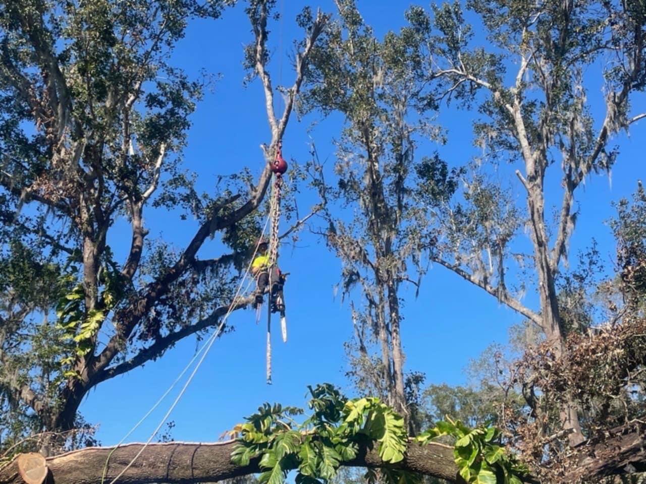 Floridian Tree Care Client Provided (5)