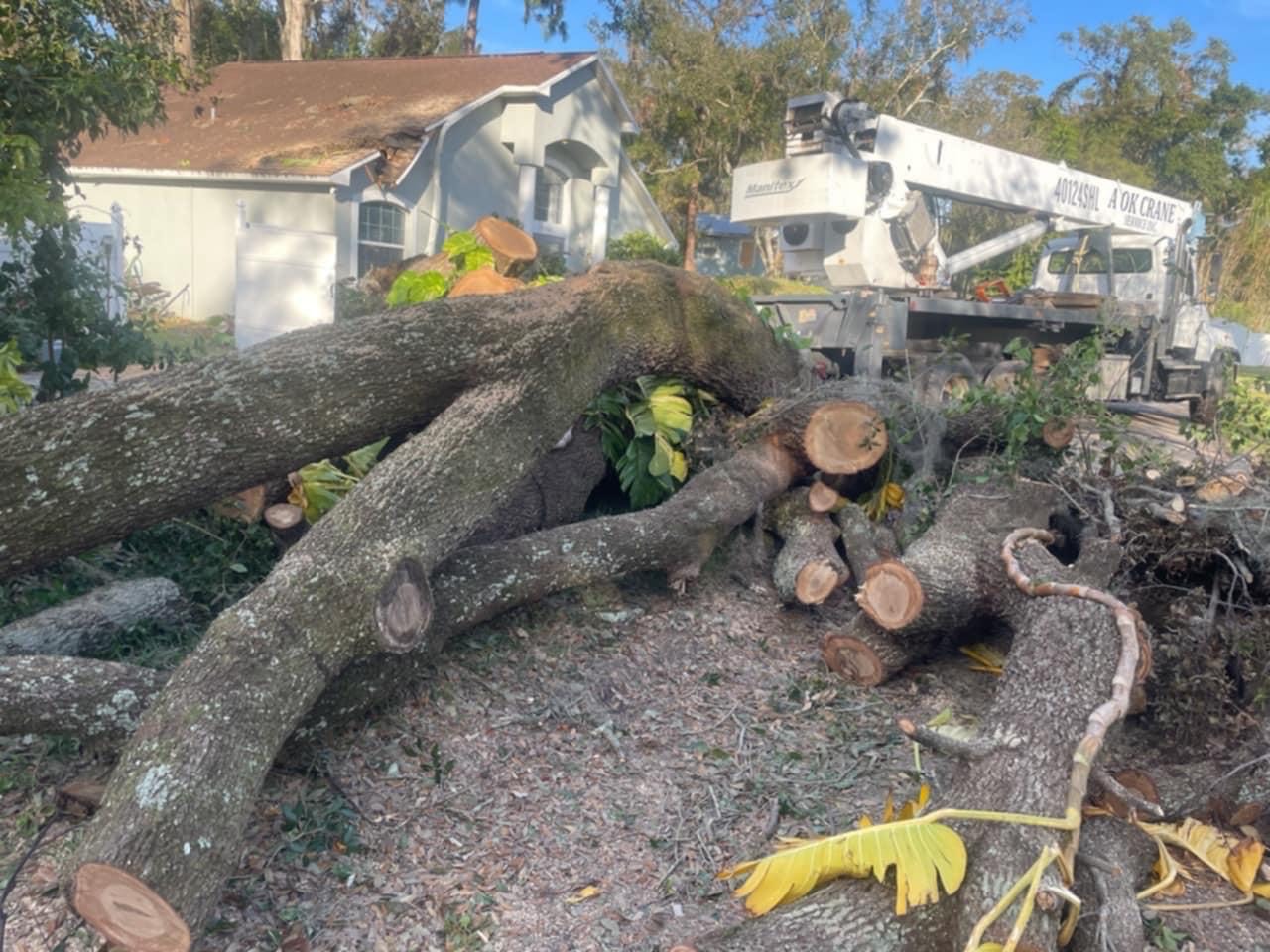 Floridian Tree Care Client Provided (6)