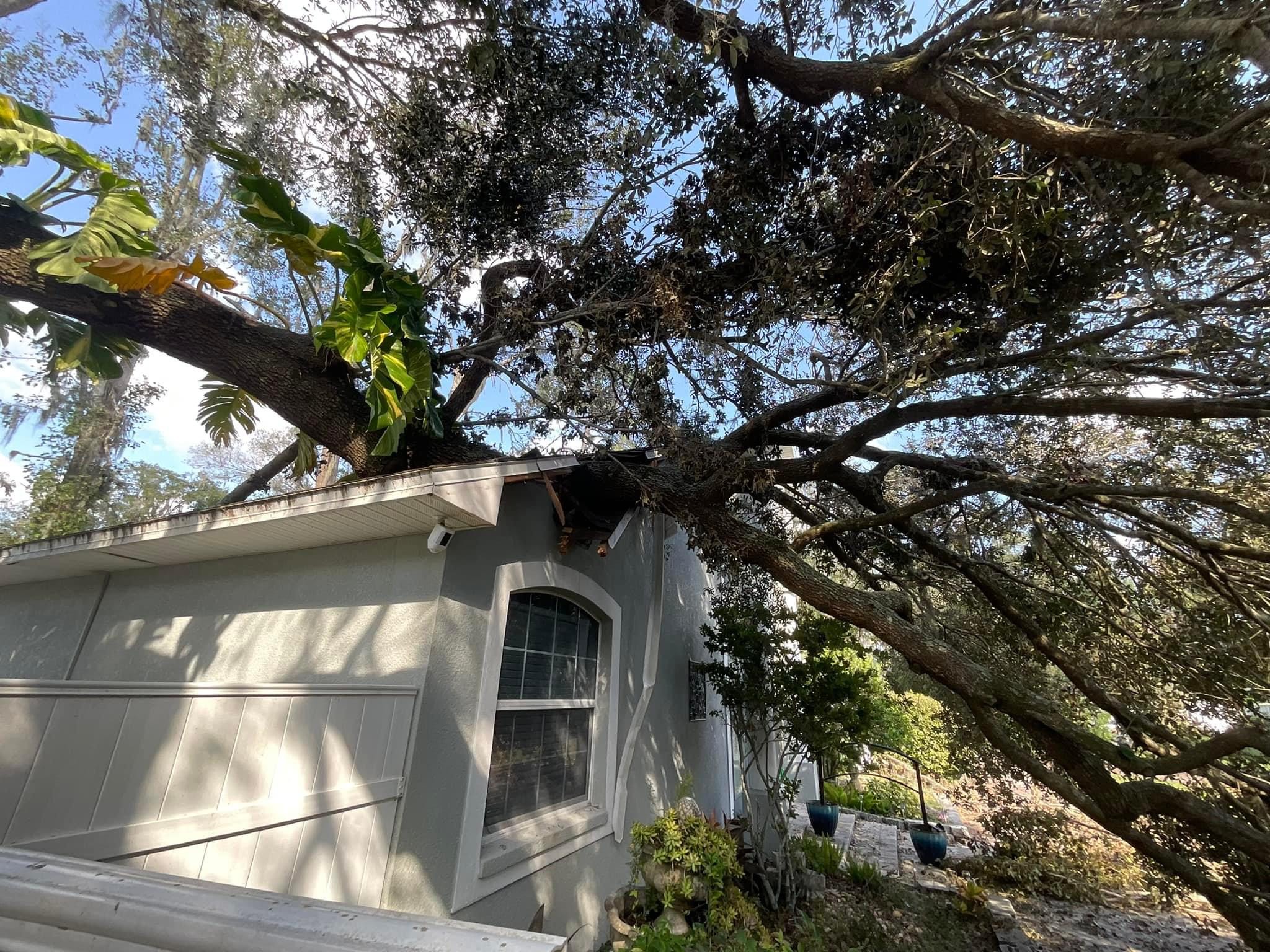 Floridian Tree Care Client Provided (7)